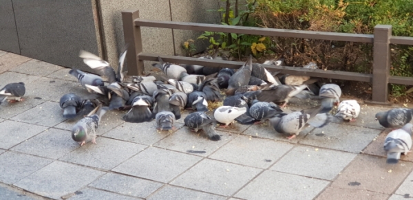 서울 충무로역 3번 출구 앞에서 누군가 비둘기에게 라면 부스러기를 주어 비둘기들이 아침 일찍 모여 식사를 하고 있다.(사진=리빙TV DB)